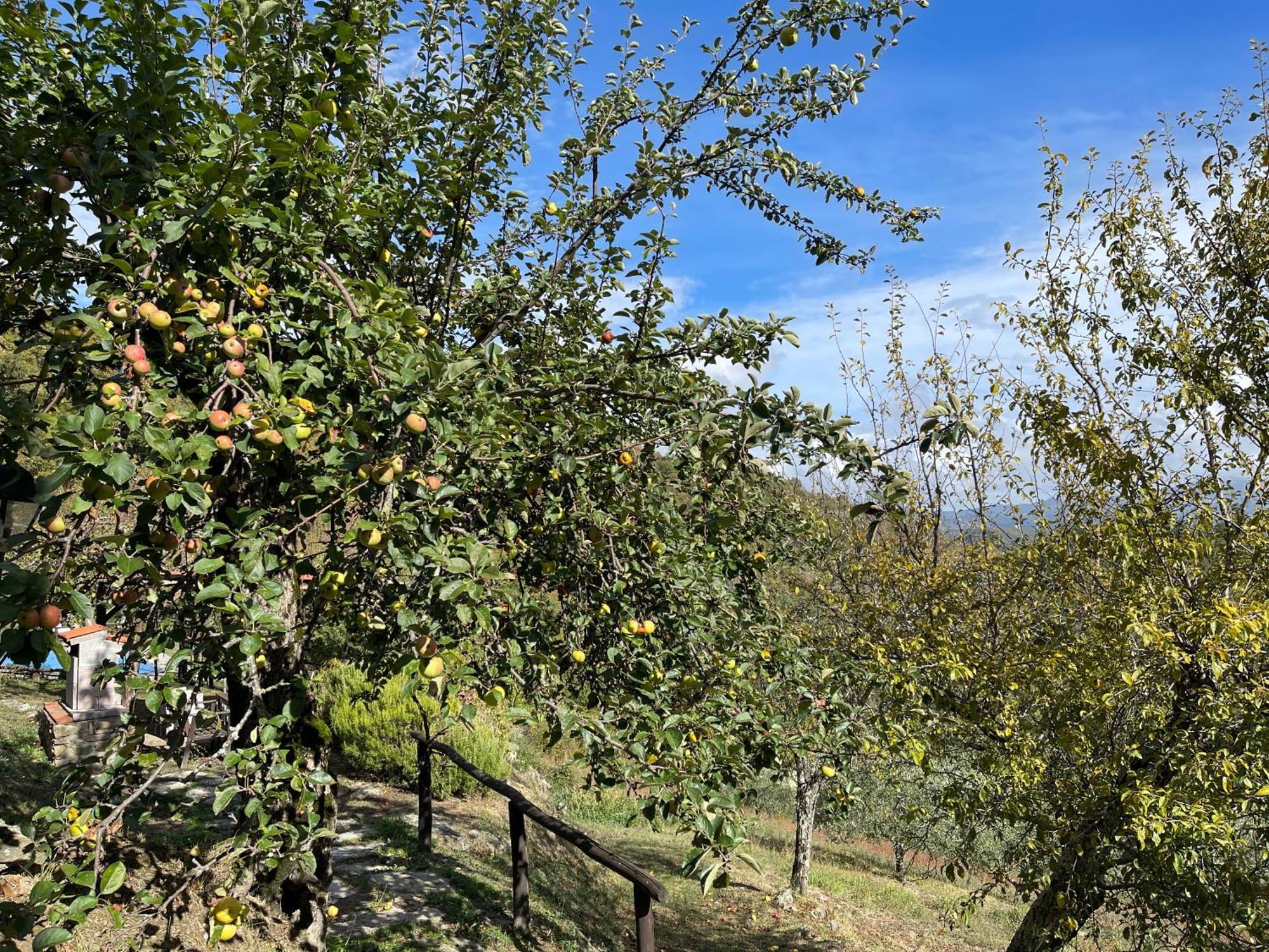 Bio Agriturismo Il Vigno Hostal Caprese Michelangelo Exterior foto