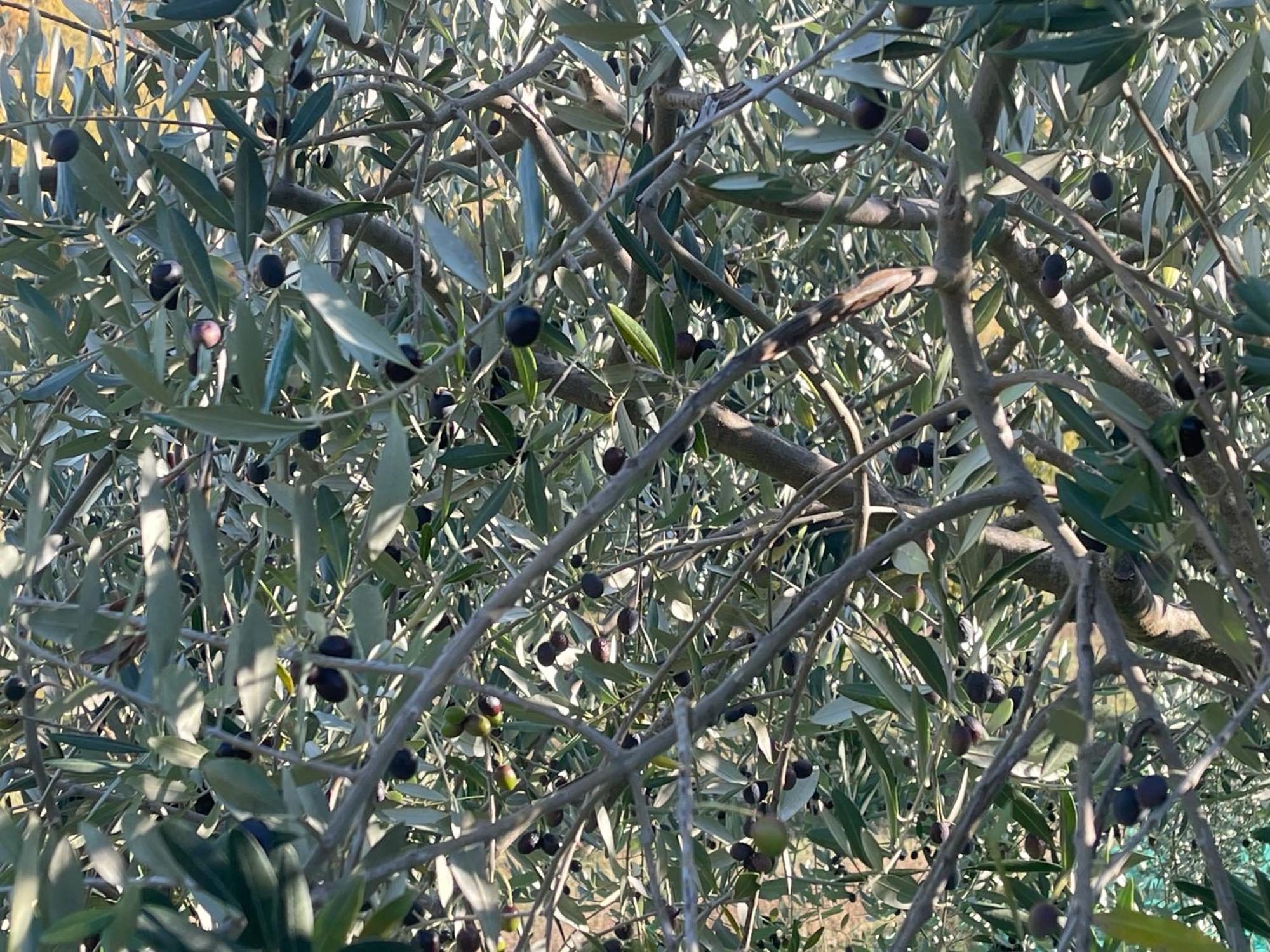 Bio Agriturismo Il Vigno Caprese Michelangelo Exterior foto