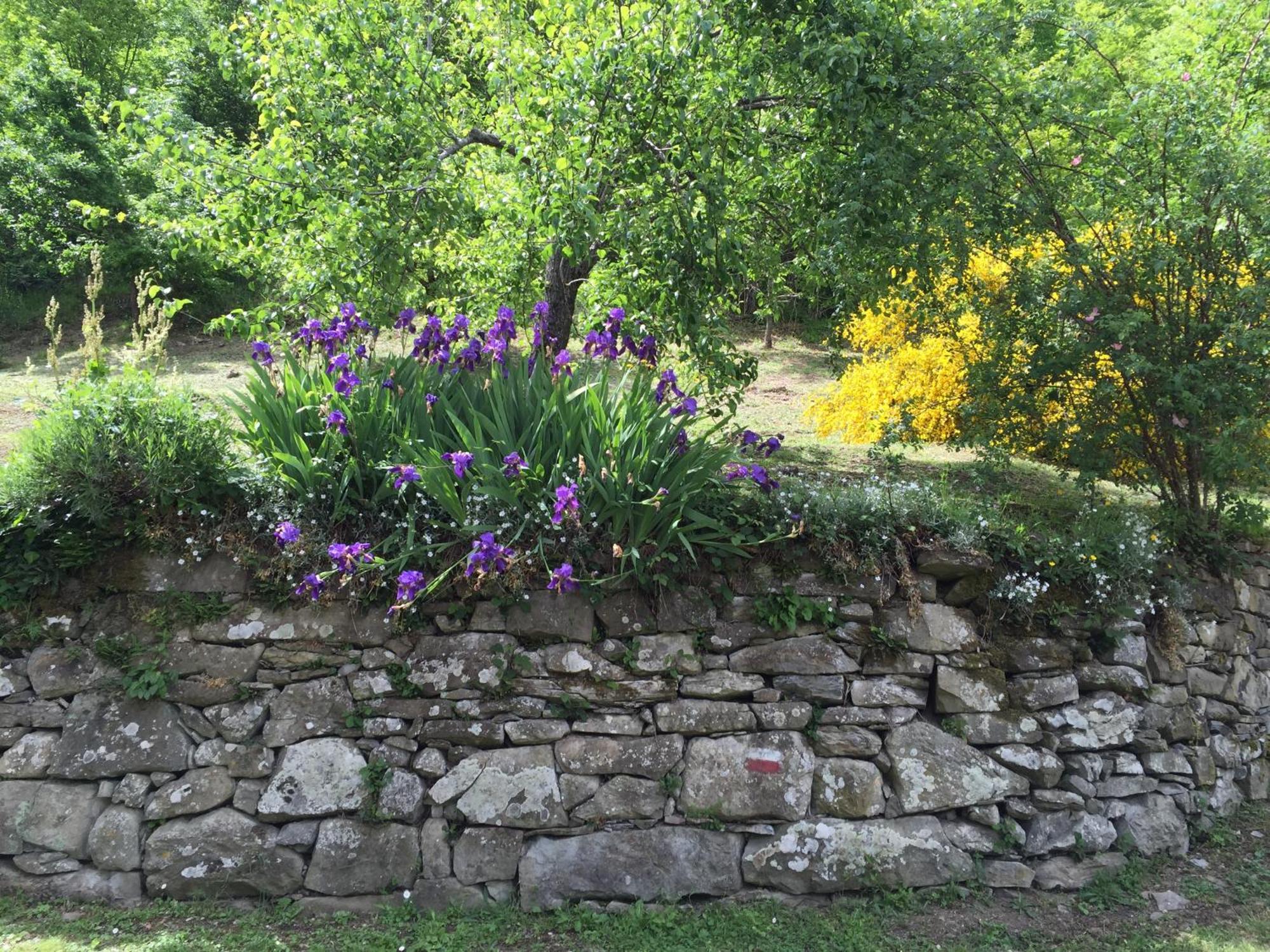 Bio Agriturismo Il Vigno Caprese Michelangelo Exterior foto