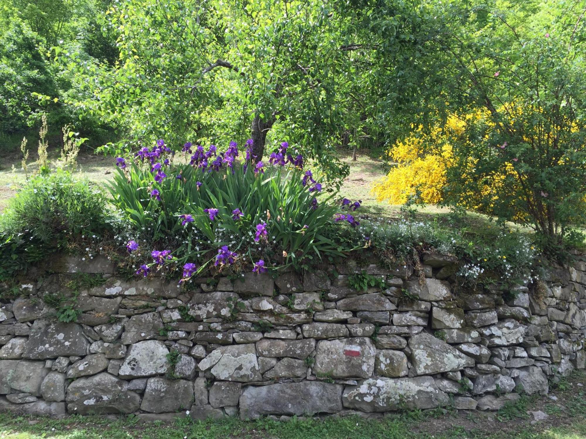 Bio Agriturismo Il Vigno Hostal Caprese Michelangelo Exterior foto